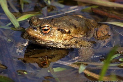 Toad in a pond